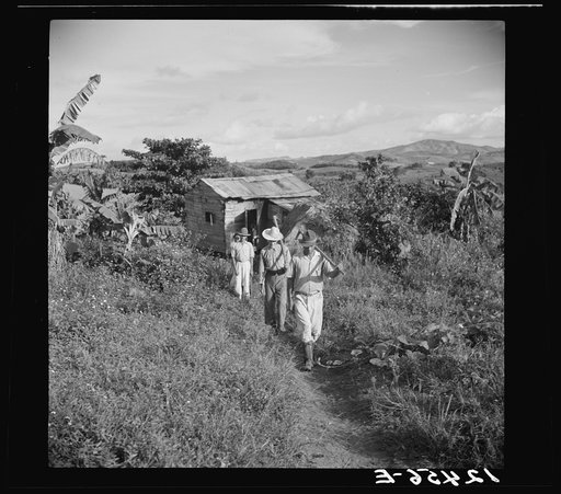 Cidra (vicinity), Puerto Rico. Jubaro tobacco workers leaving home for day labor in the fields