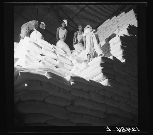 Stacking sugar in bags in a refinery near Ponce, Puerto Rico