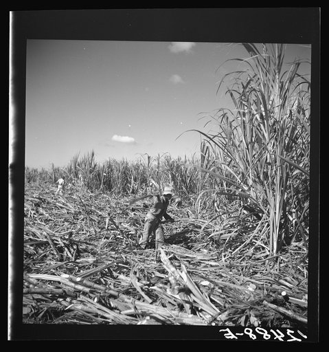 Cutting cane. Near Ponce, Puerto Rico