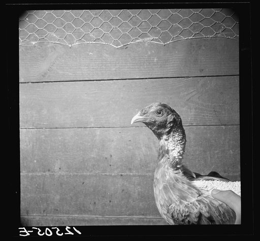 Head of a fighting cock in fighting trim. Puerto Rico