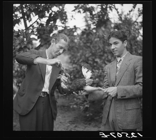 Trainer squeezing lemon juice into a fighting cock's throat before the fight. Puerto Rico