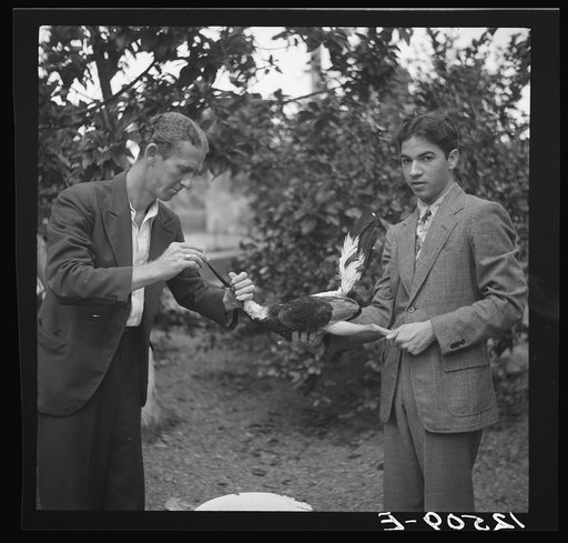 Trainer cleaning a fighting cock's throat with a feather before the fight. Puerto Rico