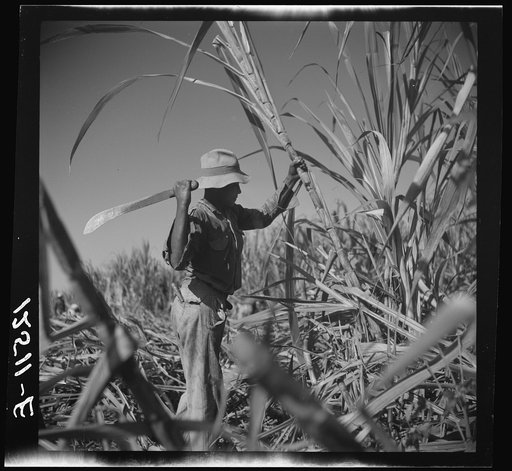 Cutting cane on a sugar plantation near Ponce, Puerto Rico