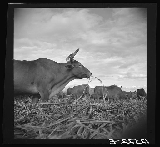 Bulls in the sugar field. These bulls, powerful and well fed, are essential to the industry. They are supposed to be a cross-breed between the Zebu and the Longhorn. In the evenings they are turned loose in the cut-over fields and are allowed to munch the leftover stalks. Near Ponce, Puerto Rico