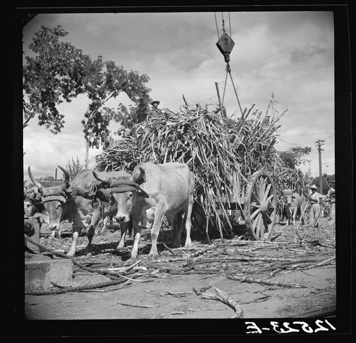 Unloading sugar at the refinery. Near Ponce, Puerto Rico