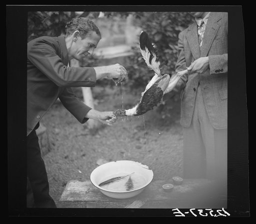Trainer washing the head of a fighting cock before the fight. Puerto Rico