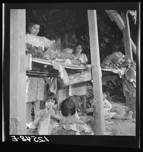 Jibaro women and children preparing tobacco leaves for drying in drying barn. Puerto Rico