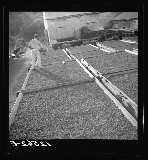 Coffee being dried in the hills. Coffee was original crop of Puerto Rico, is grown less and less. Puerto Rico