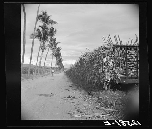 Train of flag cars loaded with sugar cane. On a sugar plantation near Ponce, Puerto Rico