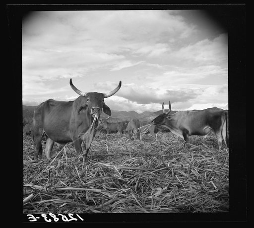Bulls in the sugar field. These bulls, powerful and well fed, are essential to the industry. They are supposed to be a crossbreed between the Zebu and the Longhorn. In the evenings they are turned loose in the cut-over fields and are allowed to munch the leftover stalks. Near Ponce, Puerto Rico