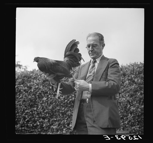 A prize fighting cock as he appears in full plumage before being trimmed. Puerto Rico