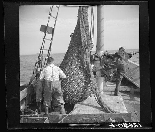Aboard a trawler. The net comes aboard. Each net (there are two) usually drags about an hour, is then brought aboard by the power winch. Crew and captain work on "shares." Commonly one share to each man, one to captain and one to boat. Captain maintains boat. Provincetown, Massachusetts