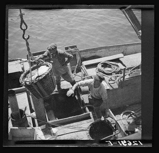 Landing fish at pier for direct overnight trucking to New York. Provincetown, Massachusetts