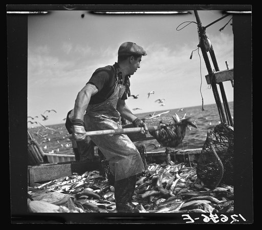 Aboard a trawler. Shoveling fish from deck into troughs at the railing. Provincetown, Massachusetts