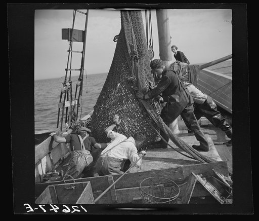 Aboard a trawler. The nets come aboard. Each net (there are two) usually drags about an hour, is then brought by the power winch. Crew and captain work on "shares." Commonly one share to each man, one to captain and one to boat. Captain maintains boat. Provincetown, Massachusetts