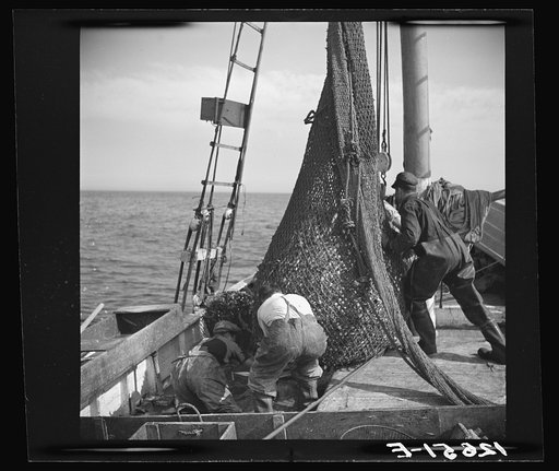 Aboard a trawler. The net comes aboard. Each net (there are two) usually drags about an hour, is then brought aboard by the power winch. Crew and captain work on "shares." Commonly one share to each man, one to captain and one to boat. Captain maintains boat. Provincetown, Massachusetts