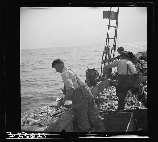 Aboard a trawler. Selecting fish and cutting off heads. Only mackerel, whiting, and occasional flounder or halibut are kept. Thrown from trough into ice-filled hold. Fish heads and non-marketable fish are thrown into sea, above which hundreds of sea gulls wait hungrily. Provincetown, Massachusetts