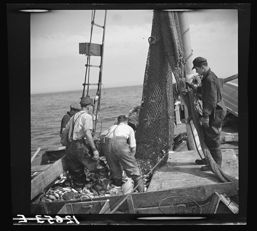 The net has emptied out. Compare scuppers in pictures 12647-E, 12651-E, and 12640-E to get an idea of quantity of fish in one haul. Provincetown, Massachusetts