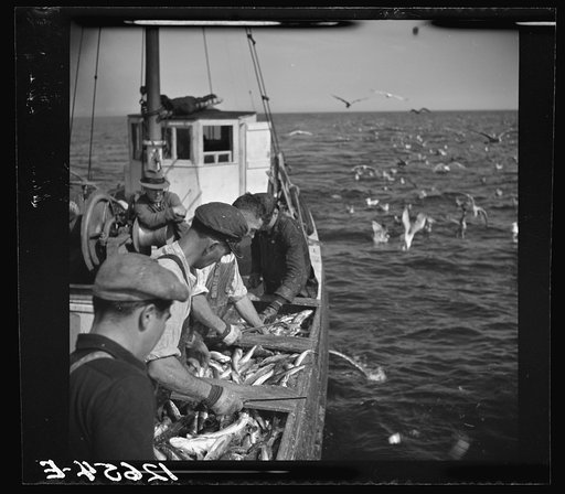 Aboard a trawler. Selecting fish and cutting off heads. Only mackerel, whiting and occasional flounder or halibut are kept. Thrown from trough into ice-filled hold. Fish heads and non-marketable fish are thrown into sea above which hundreds of seagulls wait hungrily. Provincetown, Massachusetts