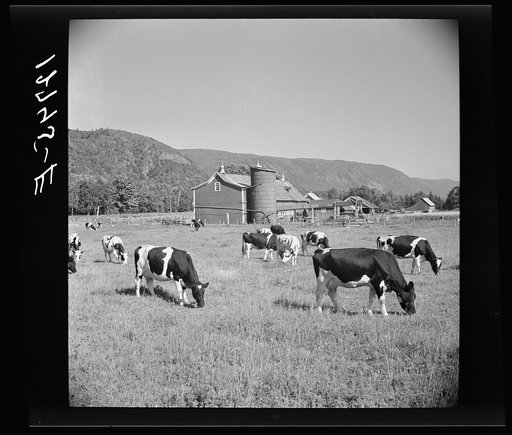 Dairy herd and barns near Bristol, Vermont