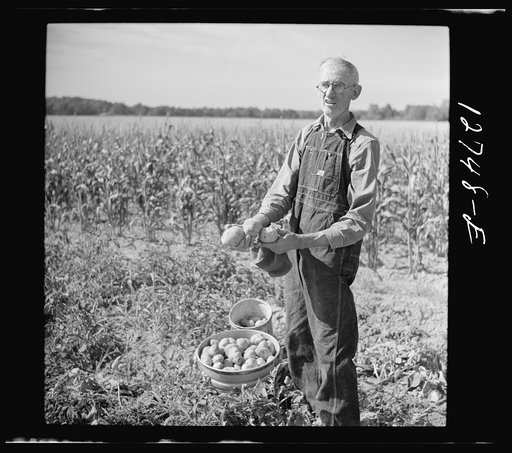 Farmer with his freshly-dug potatoes near Bristol, Vermont