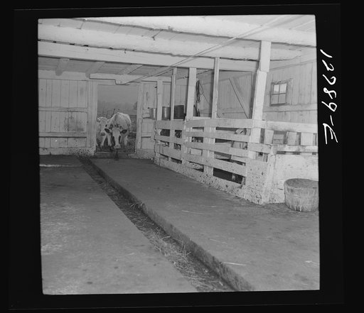 Interior of dairy barn. Near Lincoln, Vermont