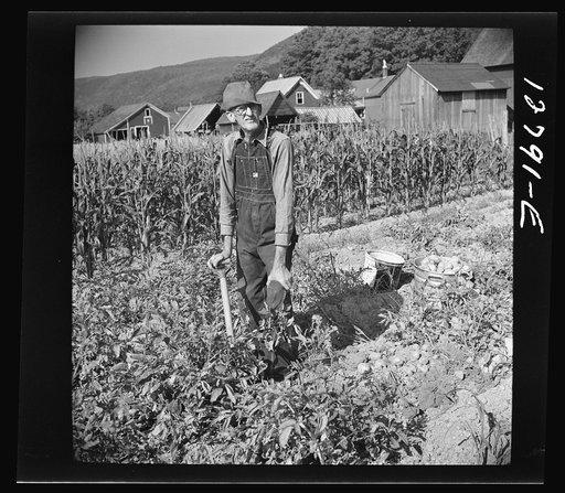 Farmer in his potato field near Bristol, Vermont