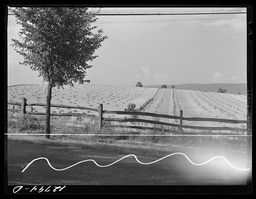 Wheat harvest near Middletown, Maryland