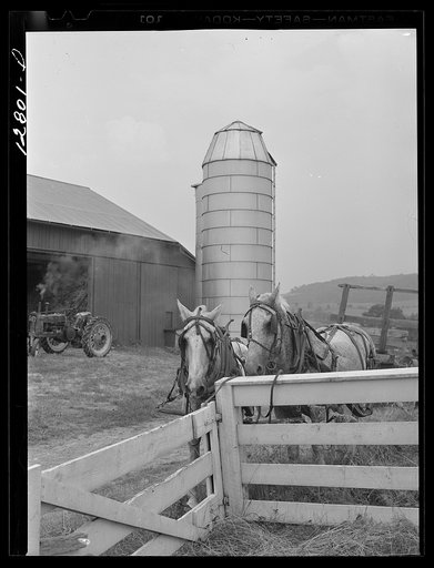 Farm horses and silo near Pine Grove Mills, Pennsylvania