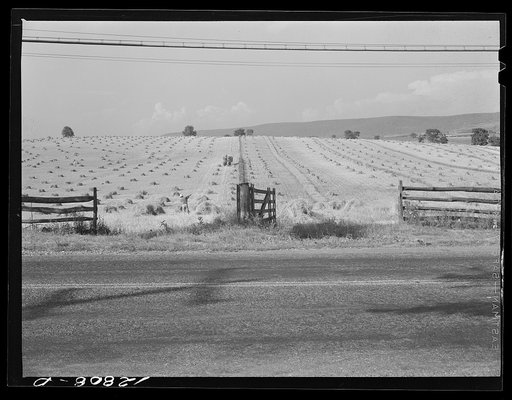 Wheat harvest near Middletown, Maryland