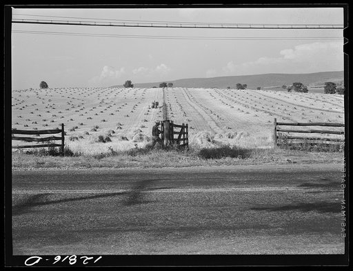 Wheat harvest near Middletown, Maryland
