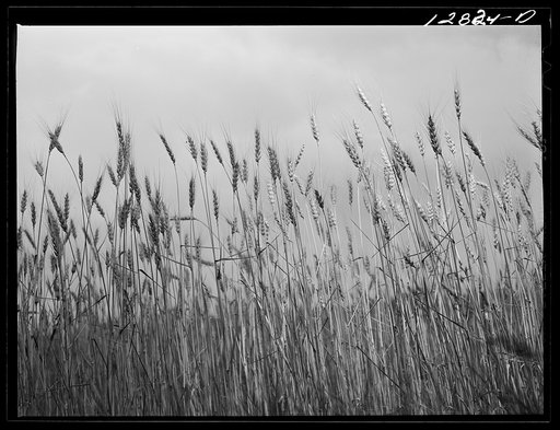 Wheat near State College, Pennsylvania