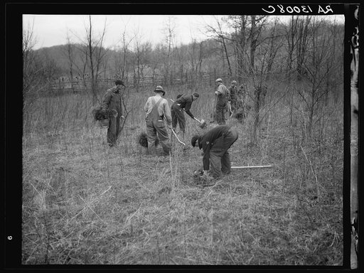 Reforestation work. Ross-Hocking land project, Ohio