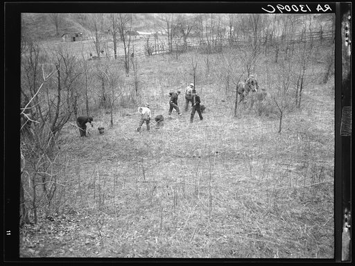 Reforestation work. Ross-Hocking land project, Ohio