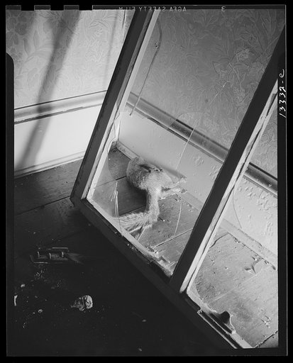 Washington, D.C. Dead squirrel in a wrecked home on Independence Avenue