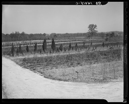 Nursery at Greenbelt, Maryland