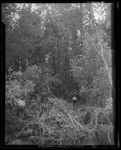 Earliest stages of land clearing at Greenbelt, Maryland