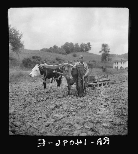 Yoke of oxen, "Brown Buck" and "Black Buck," on farm near Eatons, West Virginia. Driven by Clarence Todd