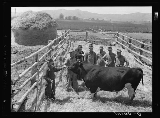 Members of the West Tremonton Cooperative Bull Association, Box Elder County, Utah, inspect the condition of their prize Holstein sire regularly. This bull, now servicing the herds of the herds of Box Elder farmers, was part of the livestock exhibit representing Utah at the Golden Gate International