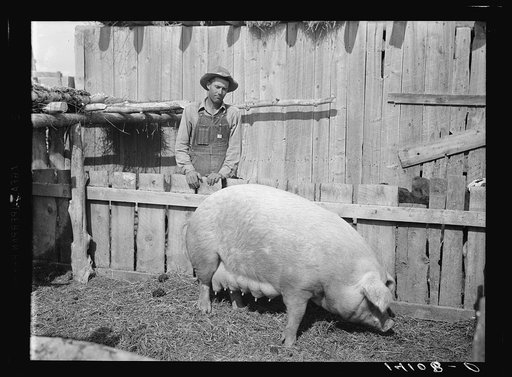 Curtis Whitlock, Sanpete County, Utah, Farm Security Administration rehabilitation client, was on Work Projects Administration relief for a time before he was able to rent a farm, after having lost out once in farming. His Farm Security Administration loan put him on his feet and bought him breeding
