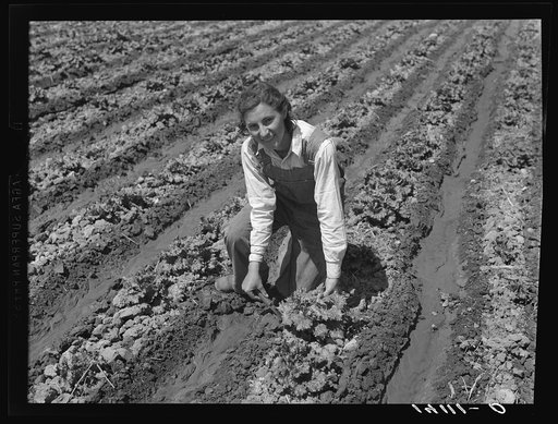 Ellen Mark, daughter of Louie Mark, Farm Security Administration rehabilitation client of West Jordan, Salt Lake County, Utah, cuts a head of lettuce as part of the family's home food supply taken from their truck farm