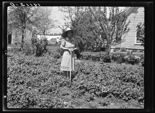 Mrs. Marion E. Cox, wife of a Cache County, Utah, Farm Security Administration Rehabilitation borrower, stands in the large home garden she has built up as a part of her home management plan