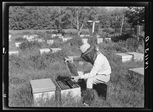 Donald Gill, Cache County, Utah beekeeper needed bees, sugar and equipment to weather a series of bad seasons caused by weather conditions. A Farm Security Administration rehabilitation loan put him on his feet again