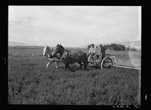 Low-income farmers and Farm Security Administration Rural Rehabilitation clients in Sanpete County, Utah, badly needed an alfalfa duster. The equipment in this picture now belongs to the Axtell Alfalfa Duster Cooperative Association whose members in most cases borrowed from Farm Security Administrat
