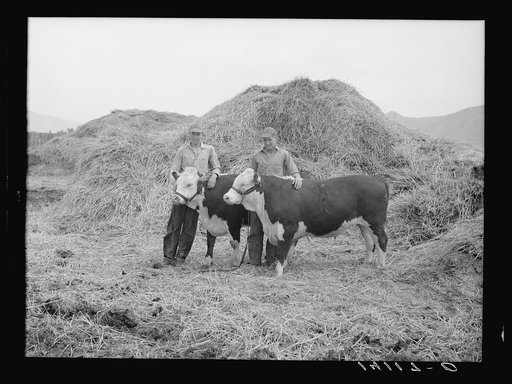 Lee (left) and Verl Iverson are sons of a Farm Security Administration rehabilitation borrower in Box Elder County, Utah. Farm debt adjustment and a loan saved the farm of their father, Joseph Iverson, and gave these boys a chance to learn farming and stock raising with his guidance. These boys have