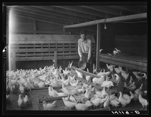 Edward Johson of Murray, Salt Lake County, Utah, makes poultry pay his way on a one-acre farm. Careful farm and home management and the aid of Farm Security Administration rehabilitation loan have put this farmer on his feet