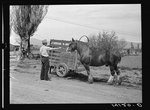 The Cooperative Shire Stallion Association of Box Elder County, Utah, transports its purebred stallion to farms of co-op members and users throughout the district