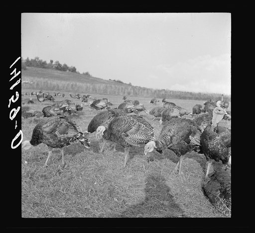 Turkey farm near Harrisburg, Pennsylvania