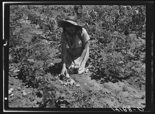 All varieties of tubers were preserved by the Labor Rehabilitation families. Here a young wife is picking up potatoes for storage for winter. Southeast Missouri