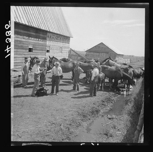 Horses assembled for brain fever vaccination. Fremont County, Idaho